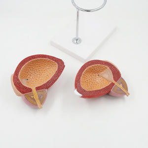 Grossissement du modèle de grande vessie humaine 3 fois 2 pièces modèle modèle d'instrument scientifique d'enseignement médical - Product Image 3