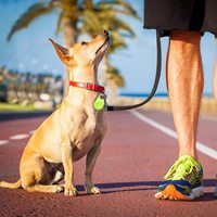 Traceur GPS intelligent pour animaux de compagnie F02, alarme anti-perte, balise de localisation sans fil, traceur pour enfant, portefeuille, sac, clés, localisateur GPS anti-perte