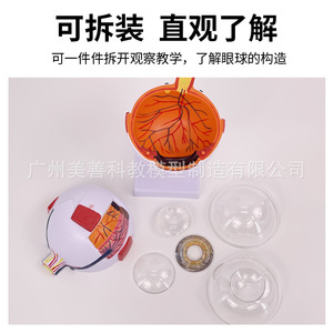 Modelo anatómico de ojo humano auténtico de alta gama para uso profesional médico, estructura anatómica del ojo, modelo de oftalmología con características faciales - Product Image 4