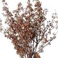 Meistverkaufte Bunte Getrocknete Lepidium-Beeren Trockene Hirsefrüchte für Weihnachts-, Valentins- und Muttertagsdekoration
