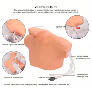 Maniquí Anatómico de Medio Cuerpo de PVC BIX-L68B para Entrenamiento de Punción Venosa Central en Ciencias Médicas - Product Image 6