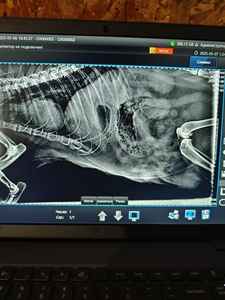 جهاز أشعة إكس بيطرية محمول 5 كيلو وات لعيادة الحيوانات الصغيرة الكبيرة - Product Image 2