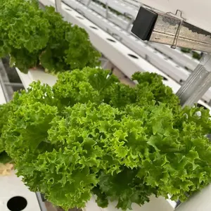 Kapalı NFT hydroponics dikey aeroponics büyümek kiti akıllı topraksız sistem