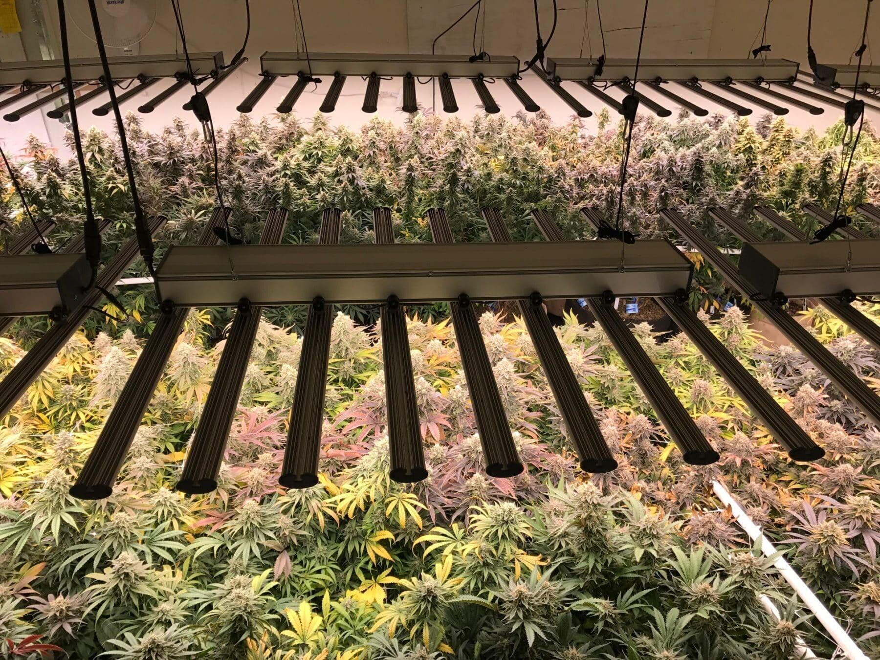ETL Cuerpo de aluminio LED Planta ajustable Microgreens Lechuga hidropónica Espectro completo Led Grow Light 640W