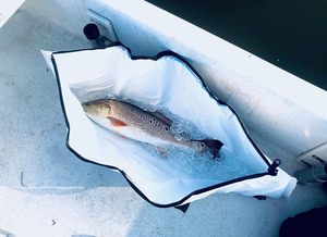 Sac isotherme souple et étanche pour poisson, avec logo personnalisé, poignées ergonomiques, sac de transport pour poisson, OEM ODM - Product Image 3