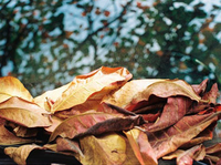 Feuilles d'amande indiennes séchées pour aquarium de poissons Betta Clear Purity