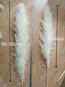 V-1378 <span class=keywords><strong>Erba</strong></span> <span class=keywords><strong>della</strong></span> <span class=keywords><strong>Pampa</strong></span> Naturale Essiccata, Grande Canna Decorativa per Interni, Vendita all'Ingrosso - Product Image 3