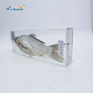 Carpe entière préservée et dissectionnée ; outil pédagogique expérimental pour la biologie au collège ; fabricant d'animaux aquatiques - Product Image 2