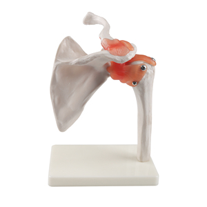 Cuộc Sống Kích Thước Mô Hình Bộ Xương Con Người Đầu Gối Vai Khuỷu Tay Tay Chân <span class=keywords><strong>Hip</strong></span> Mô Hình Khớp Cho Y Tế Khoa Học - Product Image 6