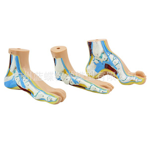 Présentation sur les pieds humains normaux, les pieds plats, les pieds arqués, les pieds hautement arqués, les arches plantaires, la pathologie des pieds, l'anatomie musculaire, etc. - Product Image 1