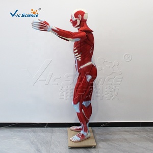 Modèle de torse de <span class=keywords><strong>corps</strong></span> <span class=keywords><strong>humain</strong></span> médical grandeur nature 29 partie Figure <span class=keywords><strong>musculaire</strong></span> humaine avec modèle d'anatomie des organes 22 pièces - Product Image 4