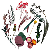 Kit diffuseur d'arômes décoratif DIY, fleurs séchées non inflammables, tranches de citron, décoration d'aromathérapie sans feu, naturel, en boîte