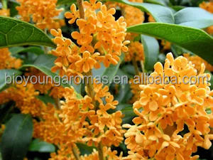 Parfum liquide condensé absolu d'osmanthus doux de l'huile de parfum 100% pure naturelle - Product Image 4