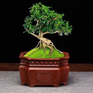 <span class=keywords><strong>Pot</strong></span> à bonsaï <span class=keywords><strong>rectangulaire</strong></span> en argile violette de Yixing galvanisé, design classique, artisanal - Product Image 2