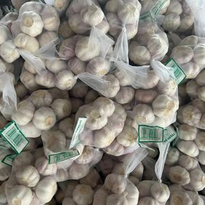 Ajo Fresco de Nueva Cosecha China, <span class=keywords><strong>Precio</strong></span> al por Mayor, Ajo Blanco Normal, Bolsa de Malla de 10 kg, <span class=keywords><strong>Precio</strong></span> por 1 Tonelada para África, <span class=keywords><strong>Ajos</strong></span>, Ail, Alho - Product Image 5