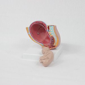 Modèle miniature de bassin féminin avec fœtus à terme : bassin féminin avec fœtus à terme - Explication pédagogique pour l'obstétrique et la gynécologie - Product Image 3