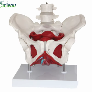 Modelo <span class=keywords><strong>de</strong></span> anatomía pélvica femenina, modelo <span class=keywords><strong>de</strong></span> cuerpo humano, estructura adnaxal pélvica femenina, modelo <span class=keywords><strong>de</strong></span> <span class=keywords><strong>vejiga</strong></span> y vagina, modelo pélvico femenino, anatomía Sciedu - Product Image 1