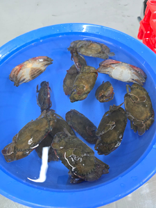 Chất lượng cao giá tốt đông lạnh cua vỏ mềm toàn bộ vòng - Product Image 5