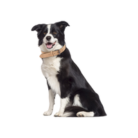Collier de luxe en métal et cuir pour chien Aston Group avec photo et lettre personnalisées pour petits et grands chiens Accessoires pour animaux de compagnie