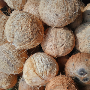 มะพร้าวกึ่งเปลือกมะพร้าวอบแห้งเวียดนามถั่วมะพร้าวแกลบ - Product Image 1