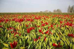 พริกกระสุนกุ้ยโจวตากแห้งแคปไซซินสูงสำหรับอุตสาหกรรมหมักเนื้อและบริการอาหาร - Product Image 6