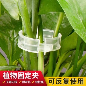 Plastic Plant Clips Transparent Crystal Clear For Vine <b>Support</b> Binding <b>Tomato</b> Cucumber Gardening Use - Product Image 3