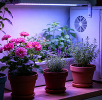 Module LED UV-A 385-400nm DC 24V 24W personnalisé avec booster, carte MCPCB en aluminium pour la phase de floraison, éclairage de culture hydroponique DIY