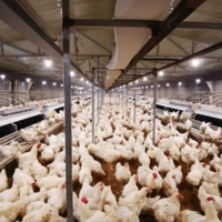 Sistema de Control Inteligente de Iluminación LED para Aves de Corral con Temporizador, para Granjas Avícolas