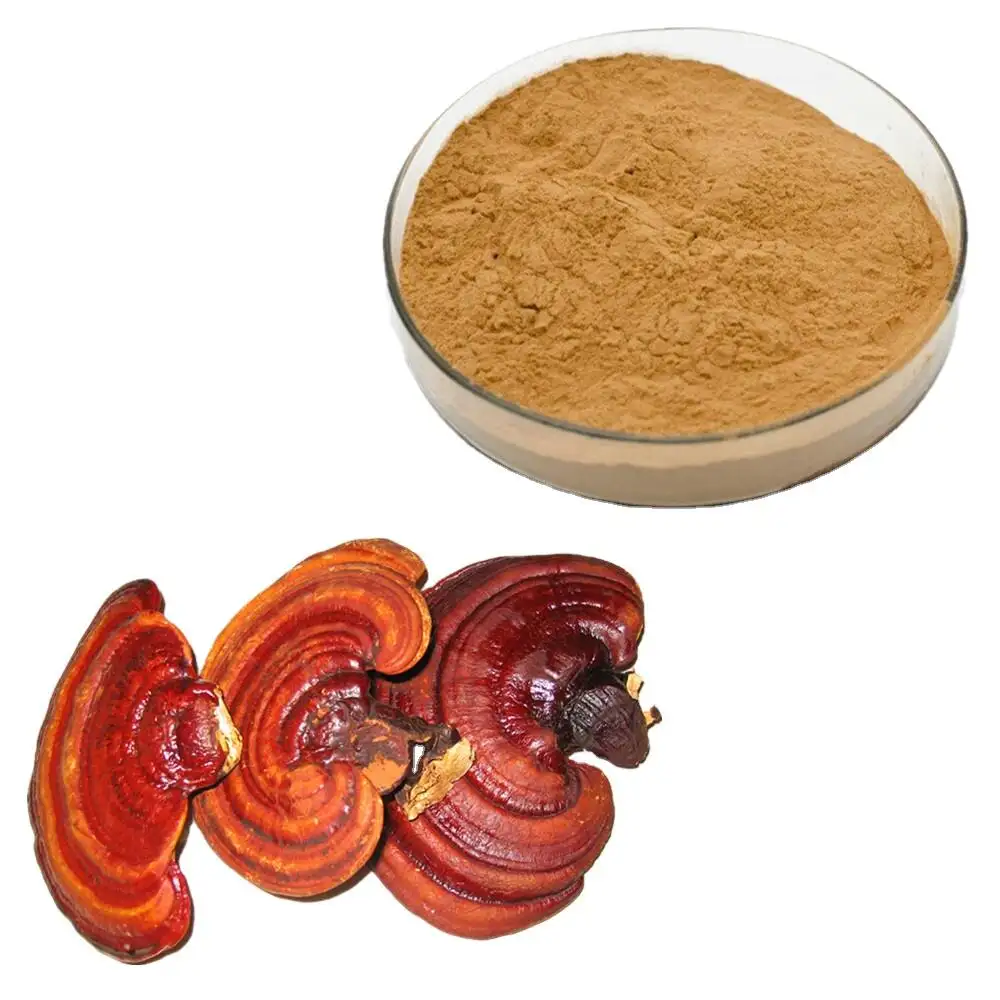 제조업체는 천연 reishi 추출물 reishi 추출물 30% 및 50% 다당류를 공급합니다