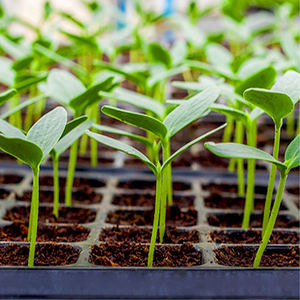 Plateaux <span class=keywords><strong>de</strong></span> semis <span class=keywords><strong>en</strong></span> plastique X153 pour la germination <span class=keywords><strong>de</strong></span> plantes succulentes, 185g, 36 alvéoles rondes <span class=keywords><strong>en</strong></span> nid d'abeille - Product Image 5