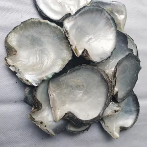 Natural Raw Material Big SIze 13-15cm Black Mother of Pearl Shell MOP Seashell Wholesale