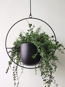 Jardinière suspendue en fer enduit de poudre noire intérieur extérieur résistant à la rouille jardinières de plafond décoratives conteneurs Pots utilisation de jardin - Product Image 2