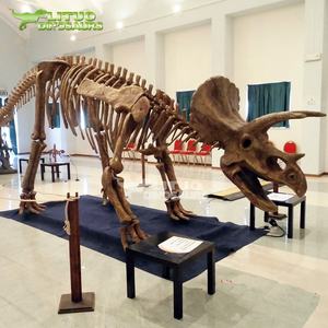 Modèles de squelette de dinosaure géant, images de géomparc, taille réaliste - Product Image 5