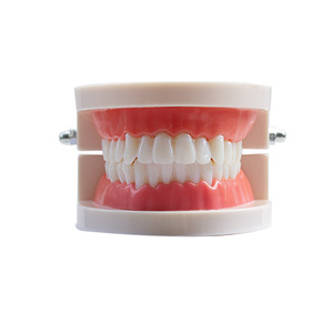 Modèle dentaire en résine pour l'enseignement pratique du brossage des dents à la maternelle, modèle d'affichage des dents d'adultes, aide pédagogique - Product Image 4