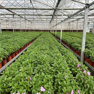 Serre en aluminium Serre agricole en polyéthylène Plastique de jardin de Chine Film Grand fruit pour tables Grand plateau à fleurs - Product Image 4