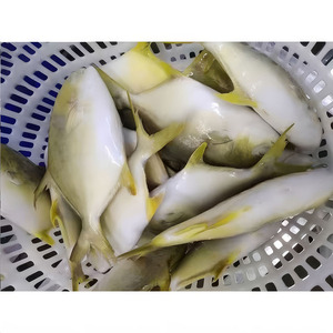 Pescado Congelado de 600-800g, Pargo Dorado, Pomfret, IQF, 100% Peso Neto, Precio de Fábrica en China - Product Image 5