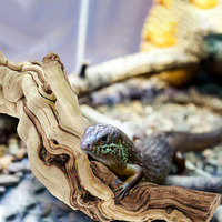 Décoration d'habitat en bois naturel pour caméléons, grenouilles, araignées, décoration de tronc d'arbre en terrarium