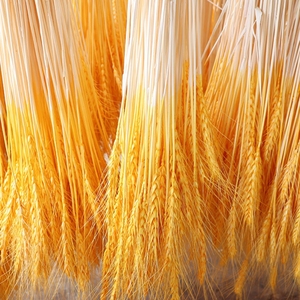 Bouquet <span class=keywords><strong>de</strong></span> fleurs séchées naturelles (<span class=keywords><strong>blé</strong></span>, marguerite et <span class=keywords><strong>orge</strong></span>) pour <span class=keywords><strong>d</strong></span>écoration <span class=keywords><strong>de</strong></span> jardin, marque HSJ, fleurs véritables du Guangdong - Product Image 3