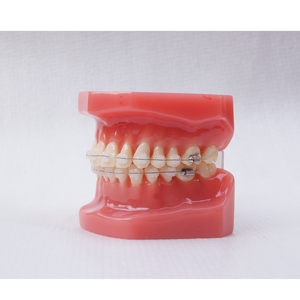 Dental Typodont modelo de dientes modelo de ortodoncia 28 dientes con soporte de cerámica - Product Image 2