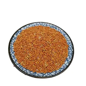 Hete Verkopende Kleefgraan Gierst In Schil Van Hoge Kwaliteit Met Goedkope Groothandelsprijs - Product Image 1