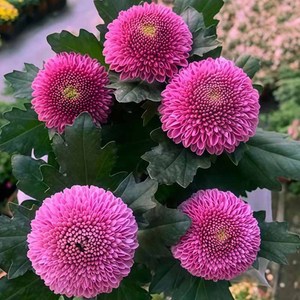 Chrysanthème Coloré d'Origine Naturelle Idéal pour la Décoration de Jardins et de Pelouses – Magnifique Plante d'Extérieur Décorative - Product Image 6