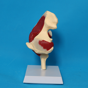 Modelo de músculo de ligamento de articulación de cadera de anatomía esquelética humana - Product Image 3