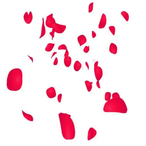 Polvo de Pétalos de Rosa Rugosa 100% Natural, Estándar GMP, Grado Alimenticio, 100% Soluble en Agua, Envasado al Vacío en Tambores - Product Image 5