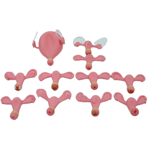 Trainings modell für weibliche Becken untersuchungen für Erwachsene | Gynäko logischer Geschicklichkeit simulator - Product Image 2