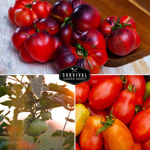 Collection de <span class=keywords><strong>tomates</strong></span>-un arc-en-ciel de variétés de <span class=keywords><strong>tomates</strong></span> <span class=keywords><strong>anciennes</strong></span> - Product Image 4