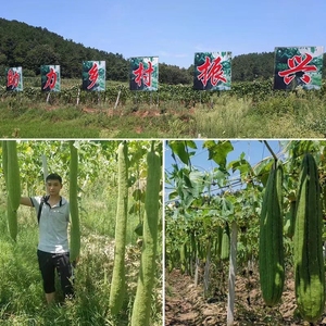 Éponge à vaisselle en loofah pour les tâches ménagères, nettoyage non gras, brosse naturelle durable pour casseroles - Product Image 5