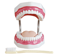 Modelo de Dientes de PVC para Entrenamiento Dental, Modelo de Enseñanza Dental 6 Veces Más Grande y Adorno para Dientes Educativos Médicos