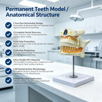 Modelo Anatómico de Dientes Permanentes de 2 Partes, Mandíbula Superior e Inferior Desmontable de PVC para Enseñanza Dental, CE ISO ROHS CNAS
