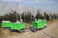 Zoomye Bin Train Bin Trailer : Remorque de transport pour la récolte en verger, compacte et flexible pour routes complexes