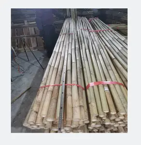 Support de plante de bambou écologique canne tonkin pour l'agriculture